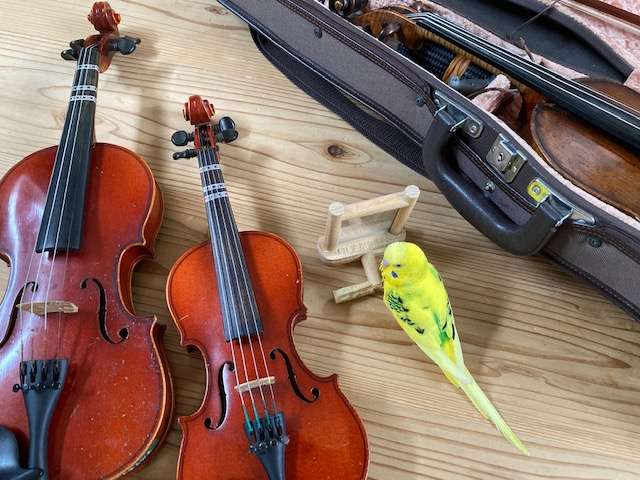 子供に分数バイオリンを買うときは | 京田辺のバイオリン教室│ブログ